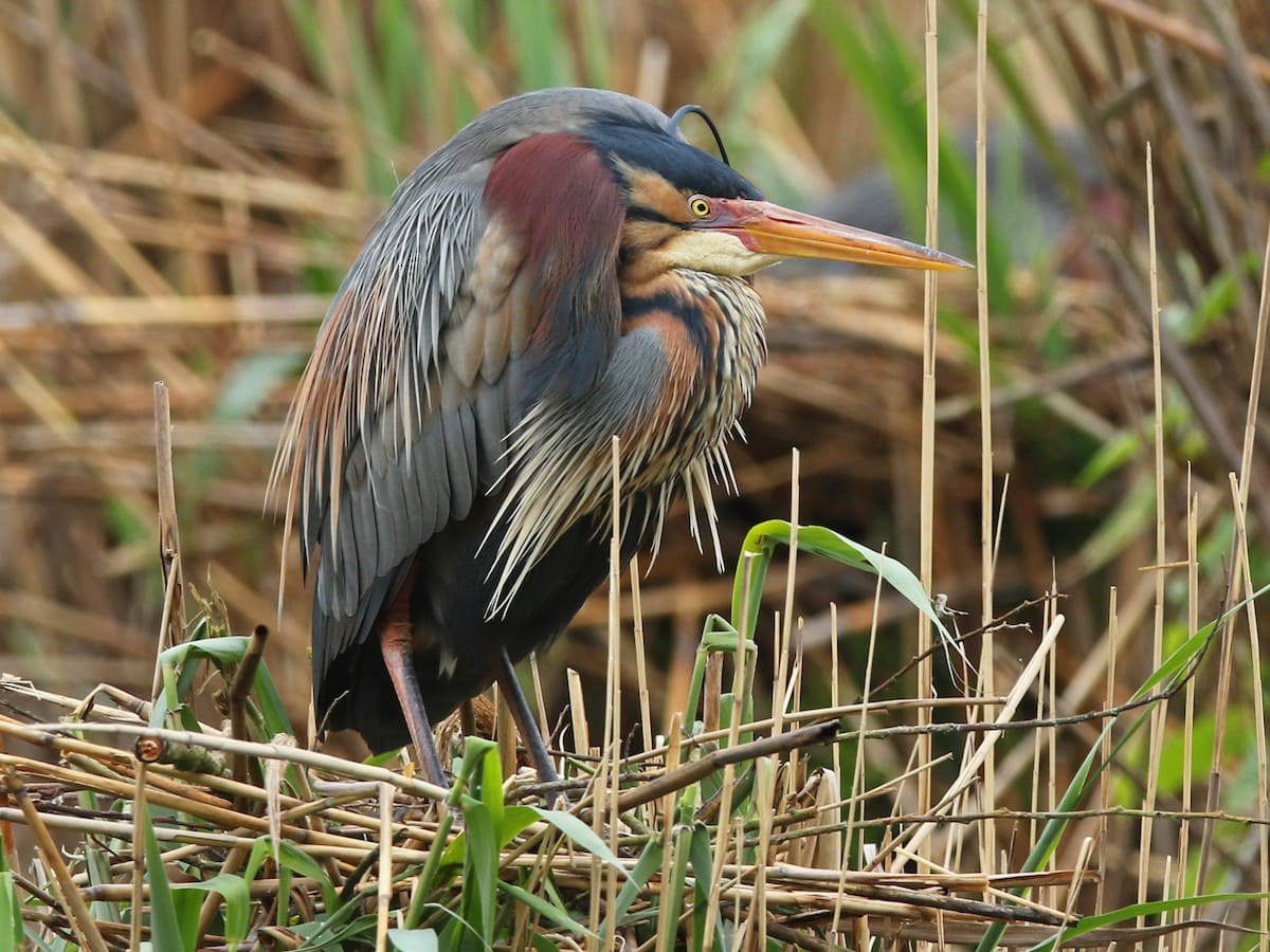 Purple Heron